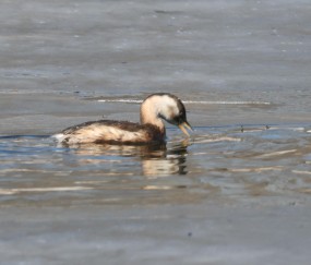 开云体育官网-6?WyH秲嚬@^秂/?PI?V櫼婜苠鸟的简单介绍